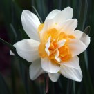 Ornate Daffodil